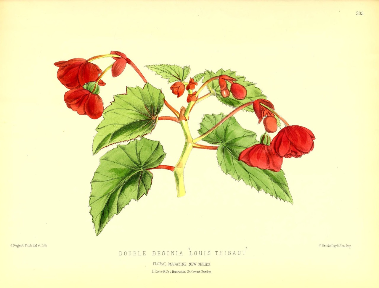B. ‘Louis Thibaut’